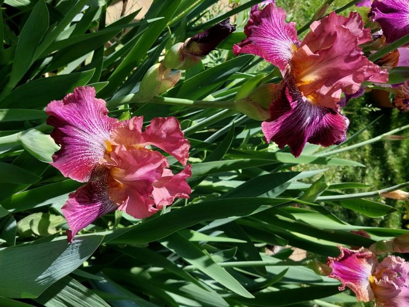  - 2024 continuare april mai