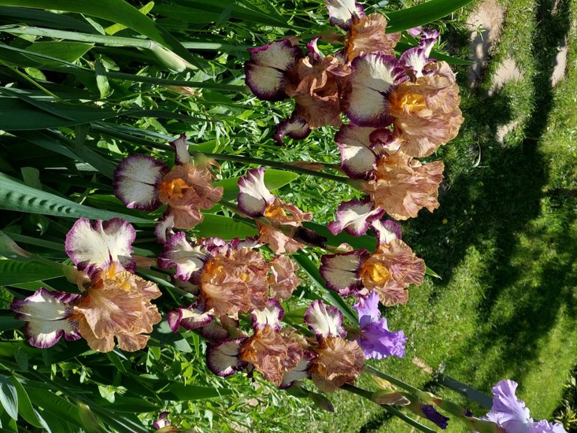  - 2024 continuare april mai