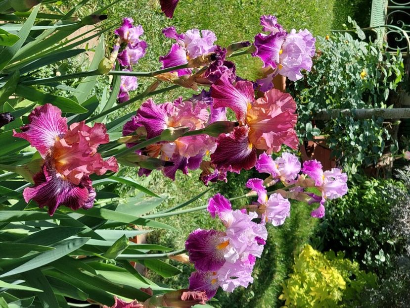  - 2024 continuare april mai