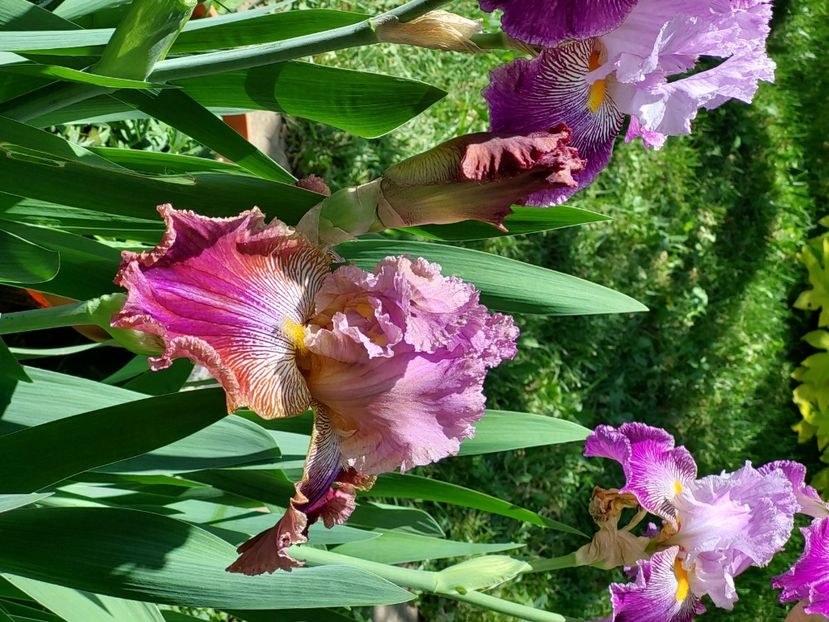  - 2024 continuare april mai