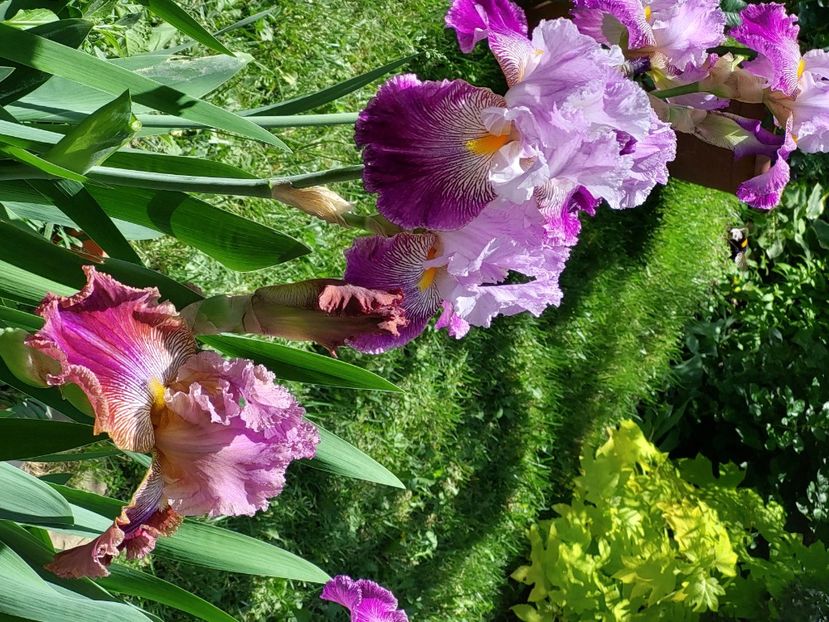  - 2024 continuare april mai