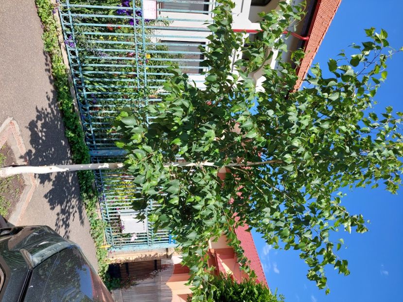  - 2024 continuare april mai