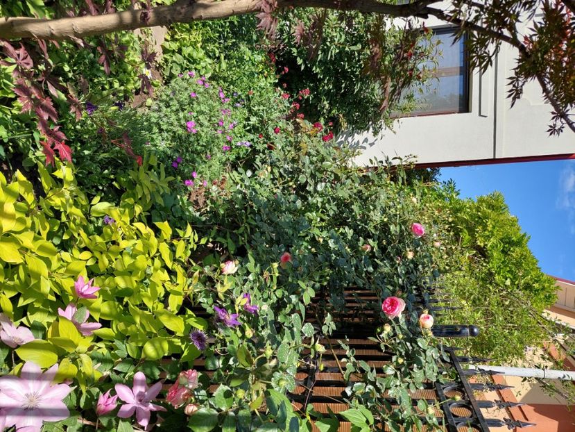  - 2024 continuare april mai