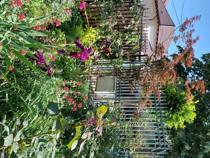  - 2024 continuare april mai