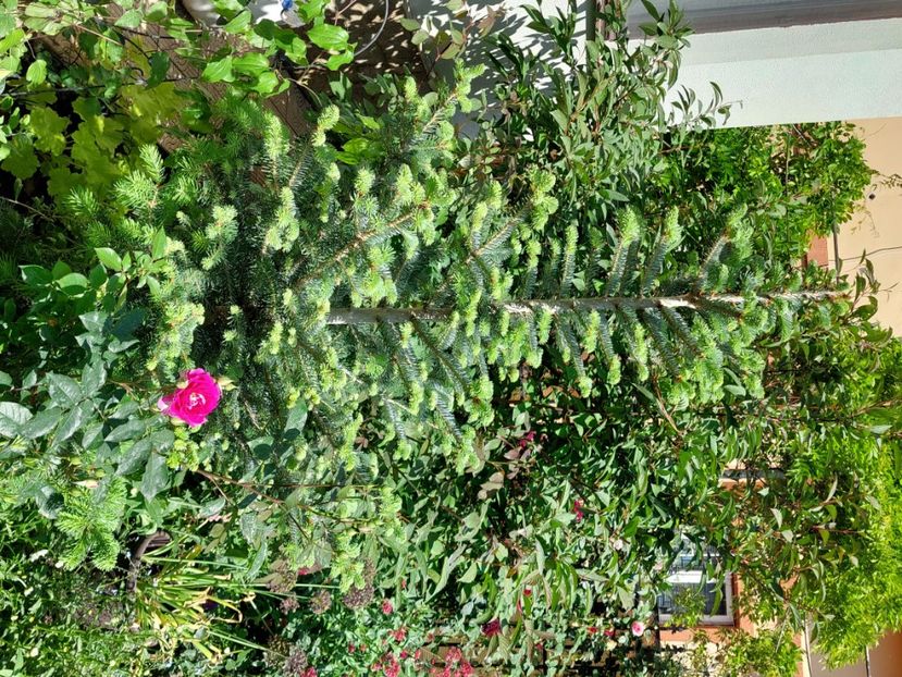  - 2024 continuare april mai