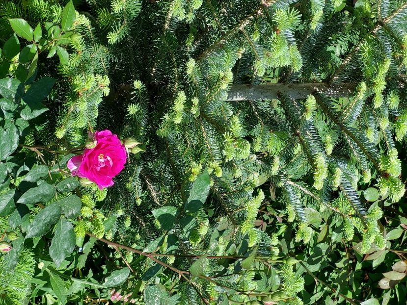  - 2024 continuare april mai