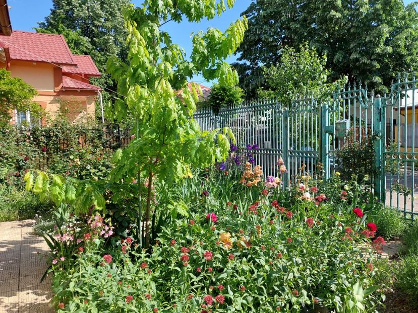  - 2024 continuare april mai