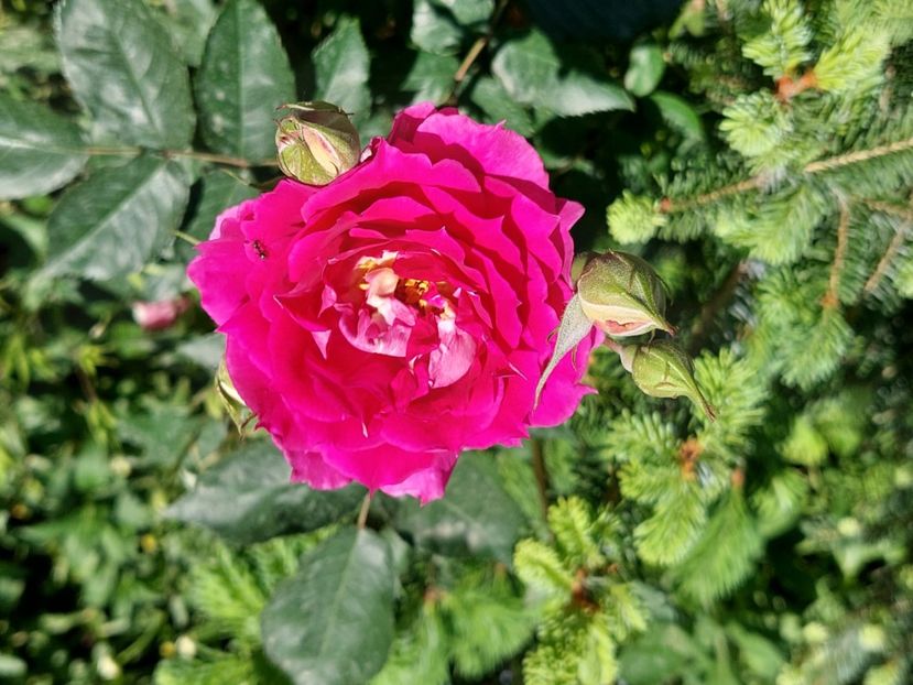  - 2024 continuare april mai