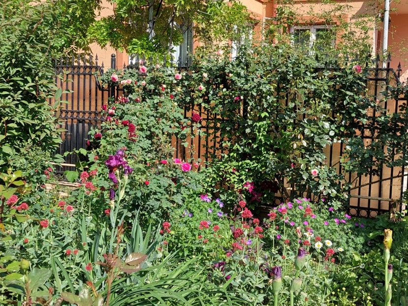  - 2024 continuare april mai