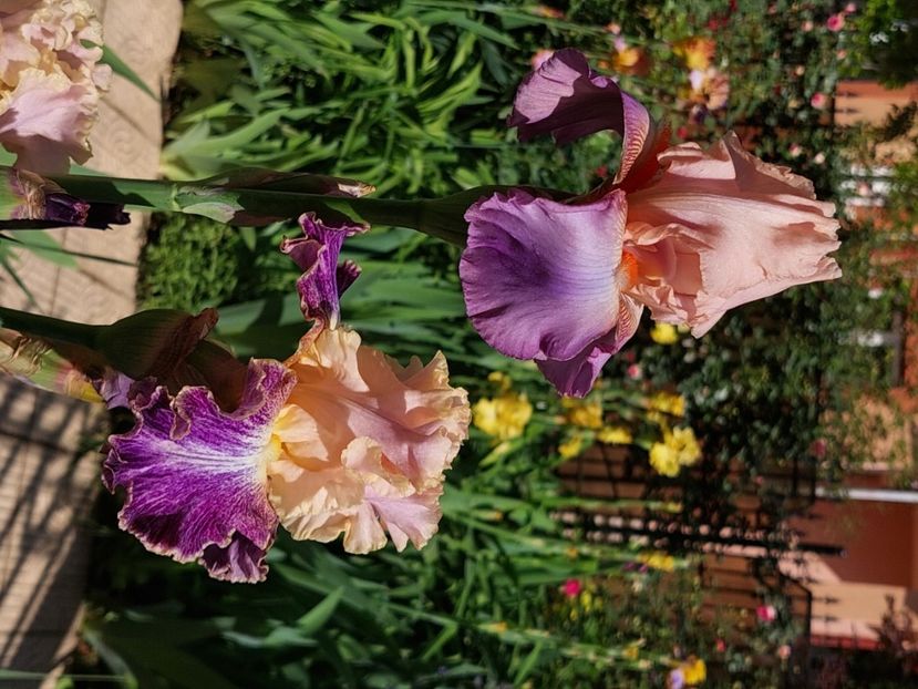  - 2024 continuare april mai