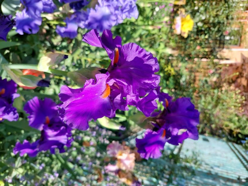  - 2024 continuare april mai