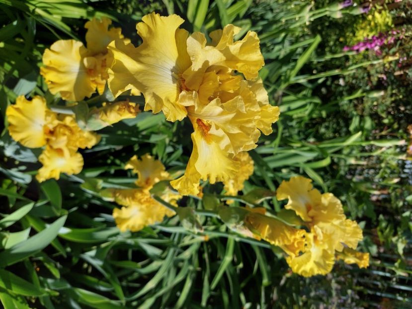  - 2024 continuare april mai