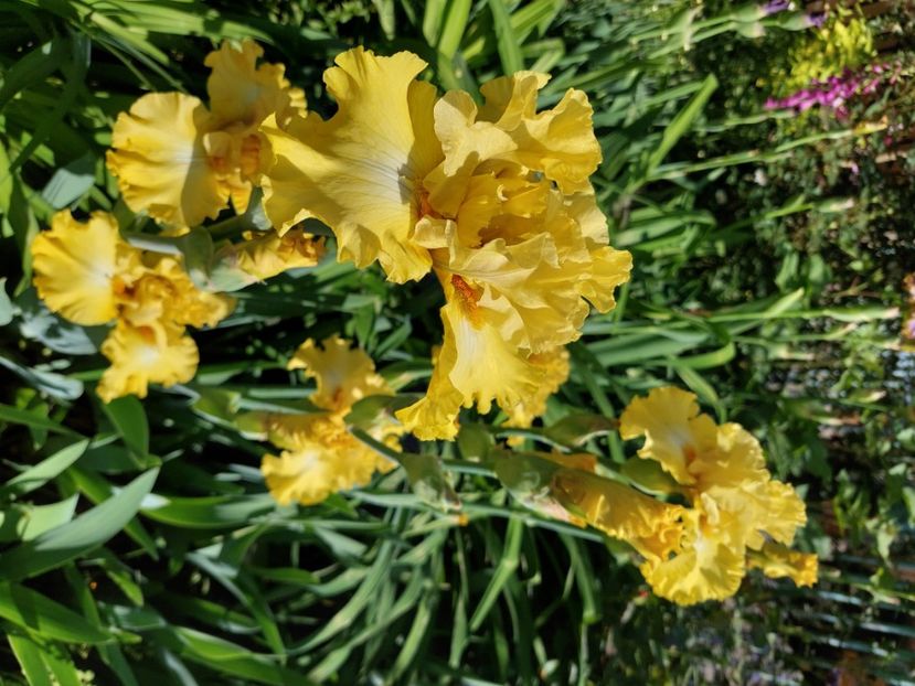  - 2024 continuare april mai