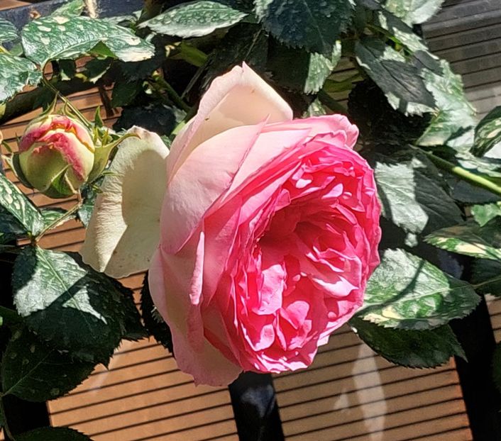  - 2024 continuare april mai