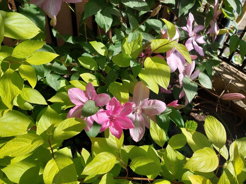  - 2024 continuare april mai