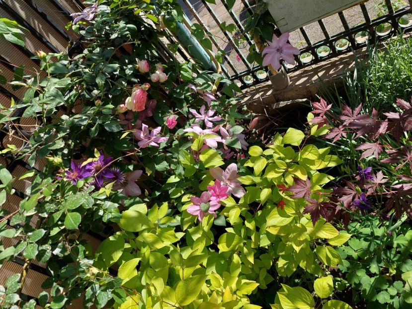  - 2024 continuare april mai