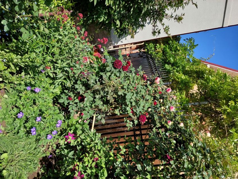  - 2024 continuare april mai