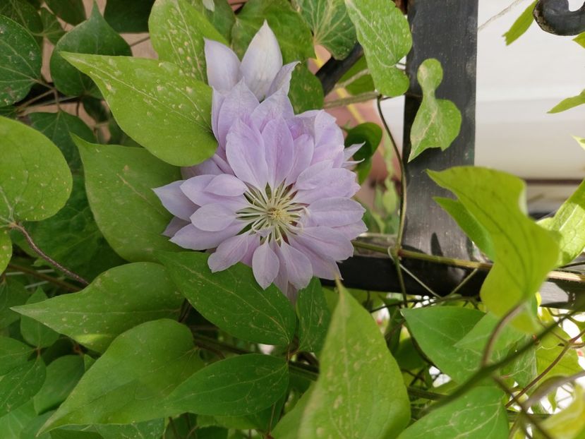  - 2024 continuare april mai