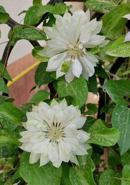  - 2024 continuare april mai