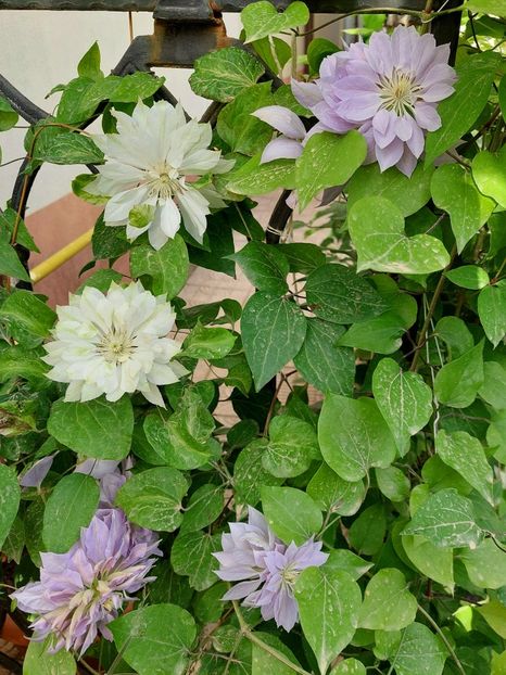  - 2024 continuare april mai