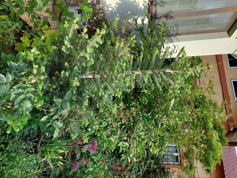  - 2024 continuare april mai