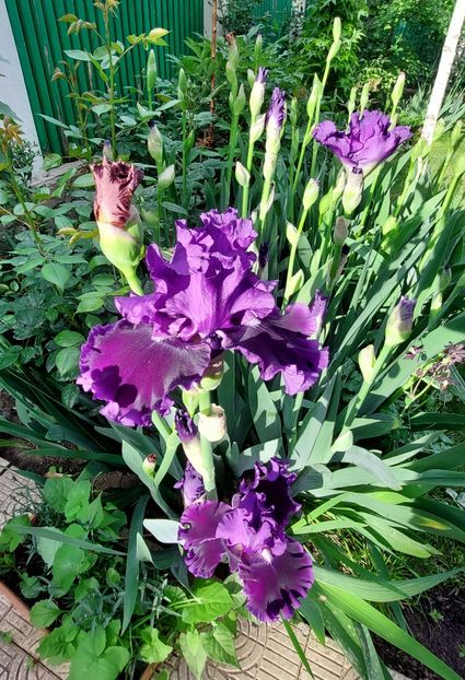  - 2024 continuare april mai