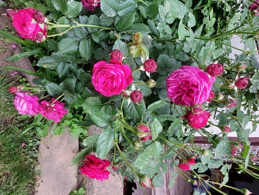  - 2024 continuare april mai