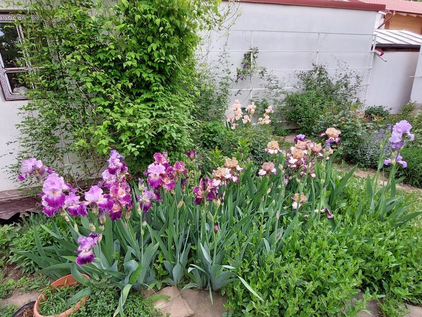  - 2024 continuare april mai