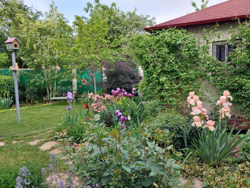  - 2024 continuare april mai