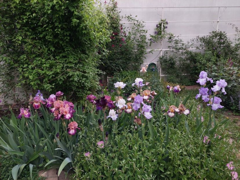  - 2024 continuare april mai