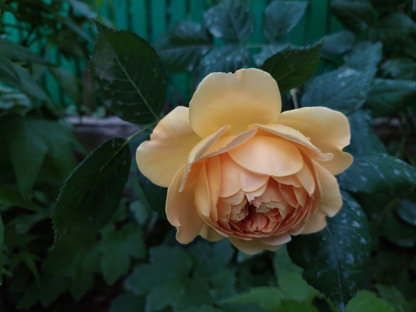  - 2024 continuare april mai