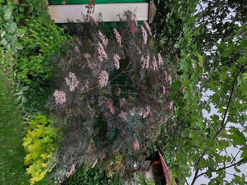  - 2024 continuare april mai