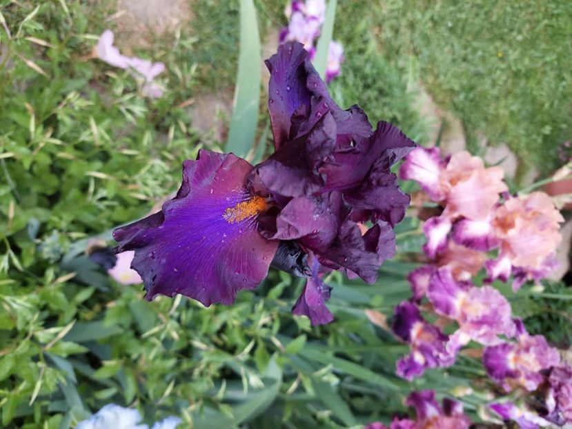  - 2024 continuare april mai