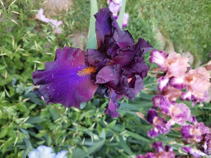  - 2024 continuare april mai