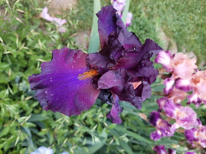  - 2024 continuare april mai