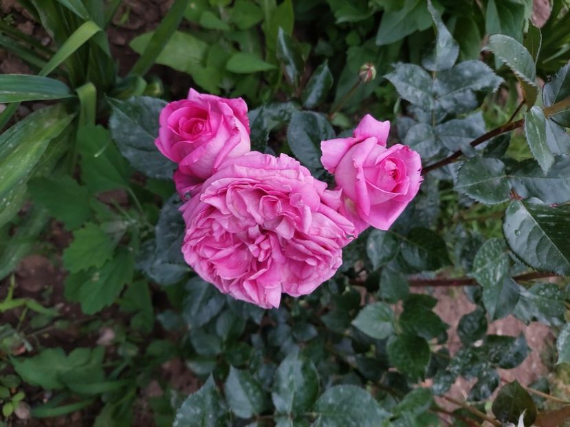  - 2024 continuare april mai