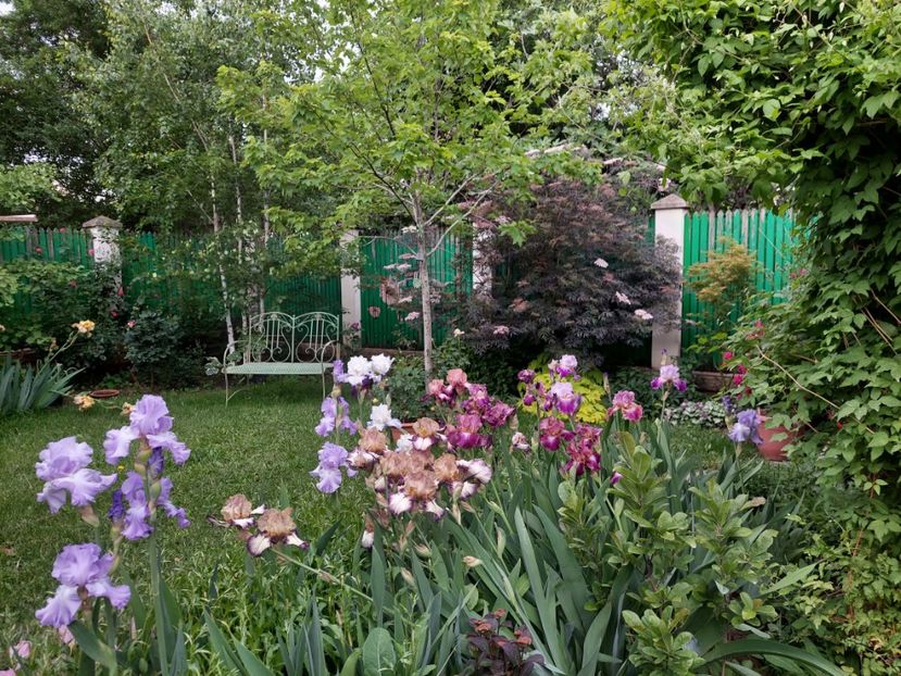  - 2024 continuare april mai