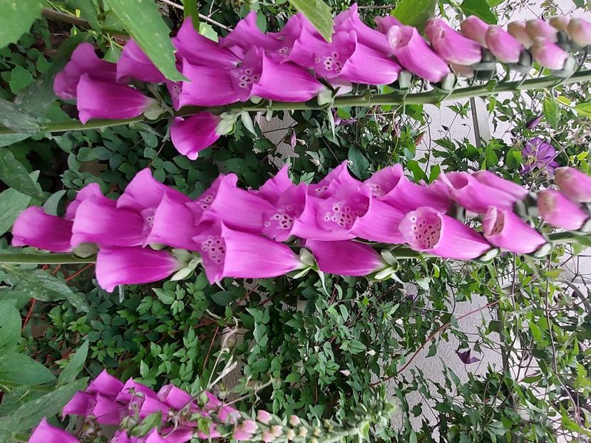  - 2024 continuare april mai