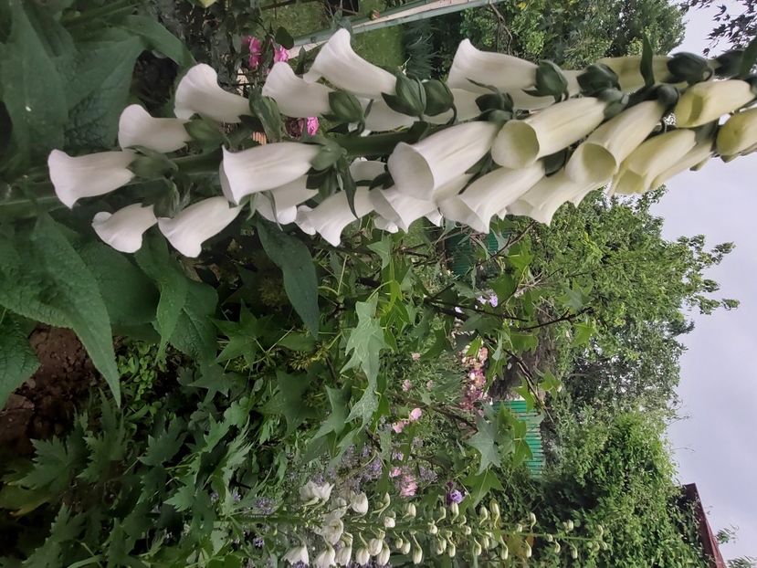  - 2024 continuare april mai