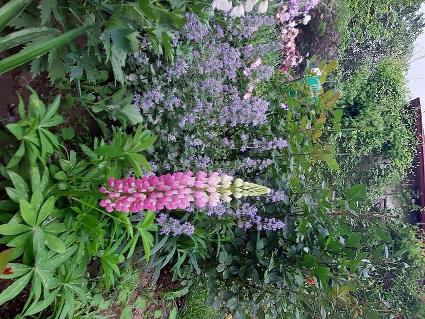  - 2024 continuare april mai