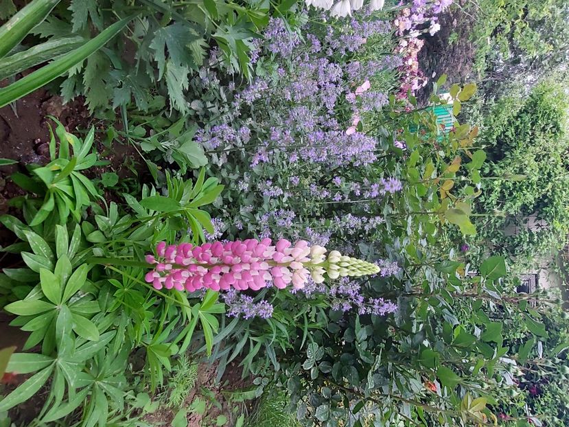  - 2024 continuare april mai