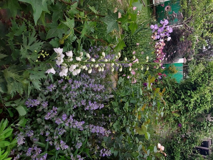  - 2024 continuare april mai