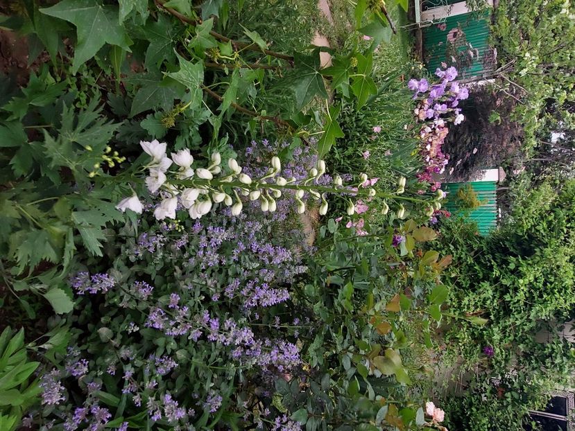  - 2024 continuare april mai