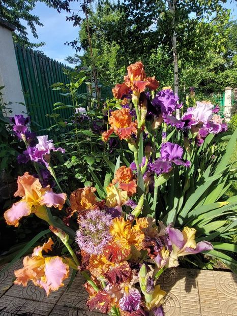  - 2024 continuare april mai