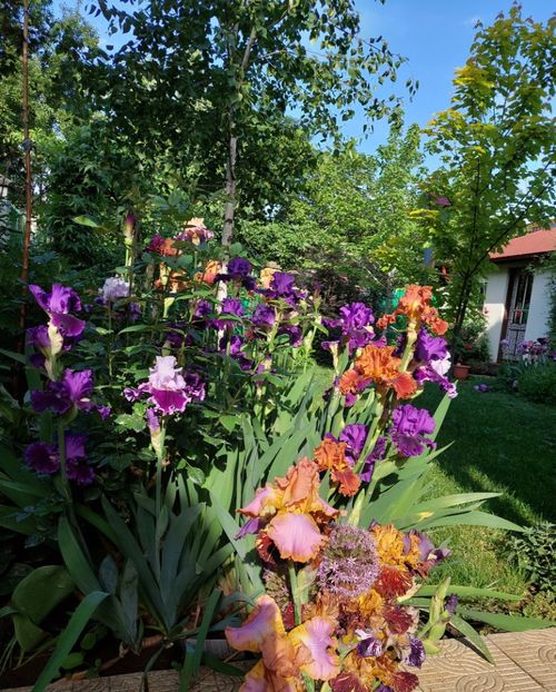  - 2024 continuare april mai