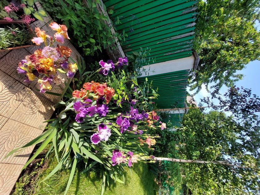  - 2024 continuare april mai