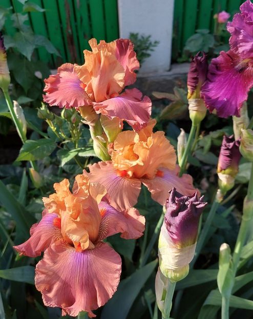  - 2024 continuare april mai