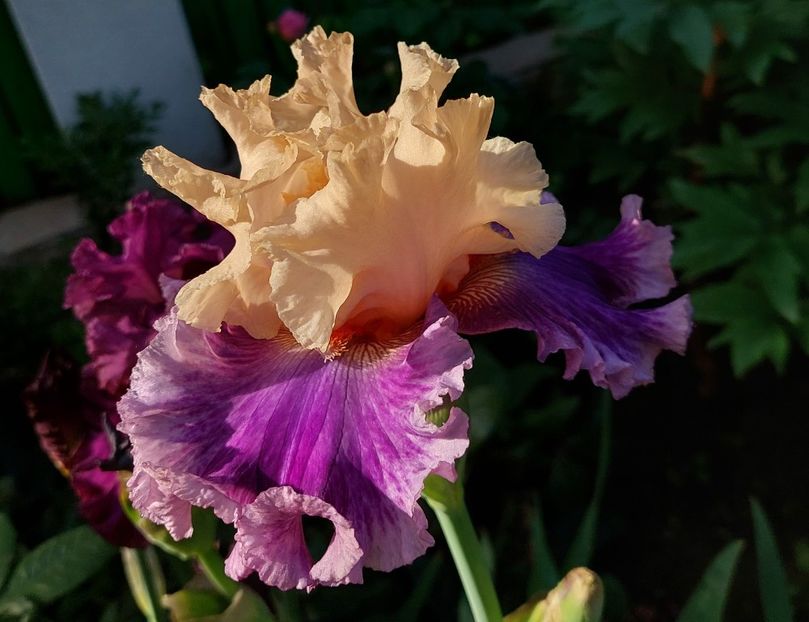  - 2024 continuare april mai