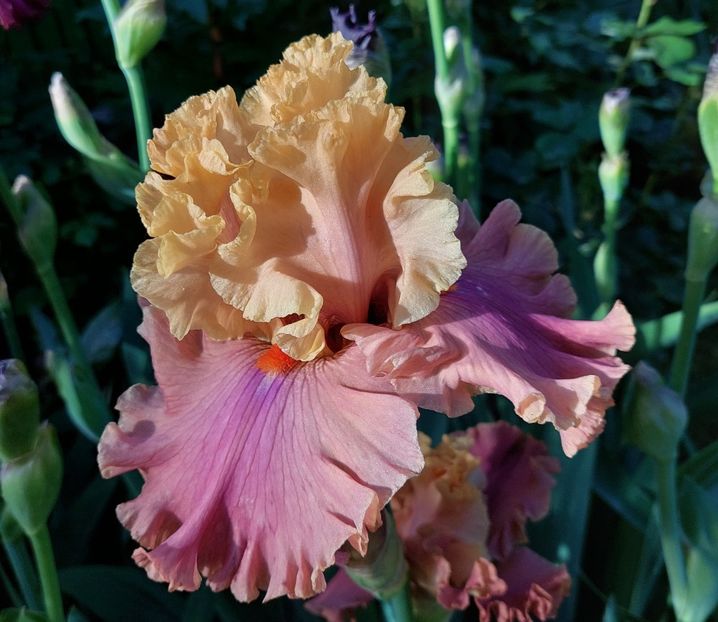  - 2024 continuare april mai