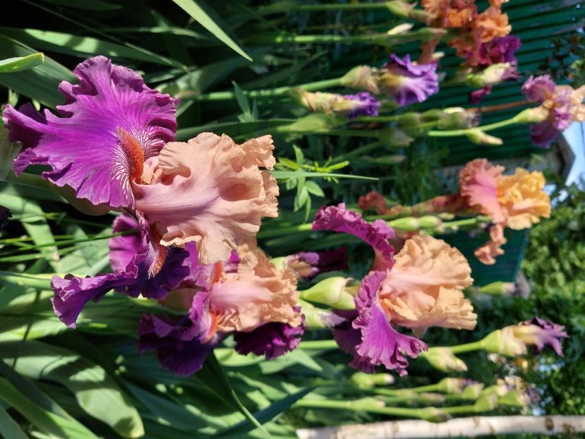  - 2024 continuare april mai